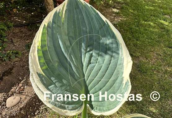 Hosta And You and I